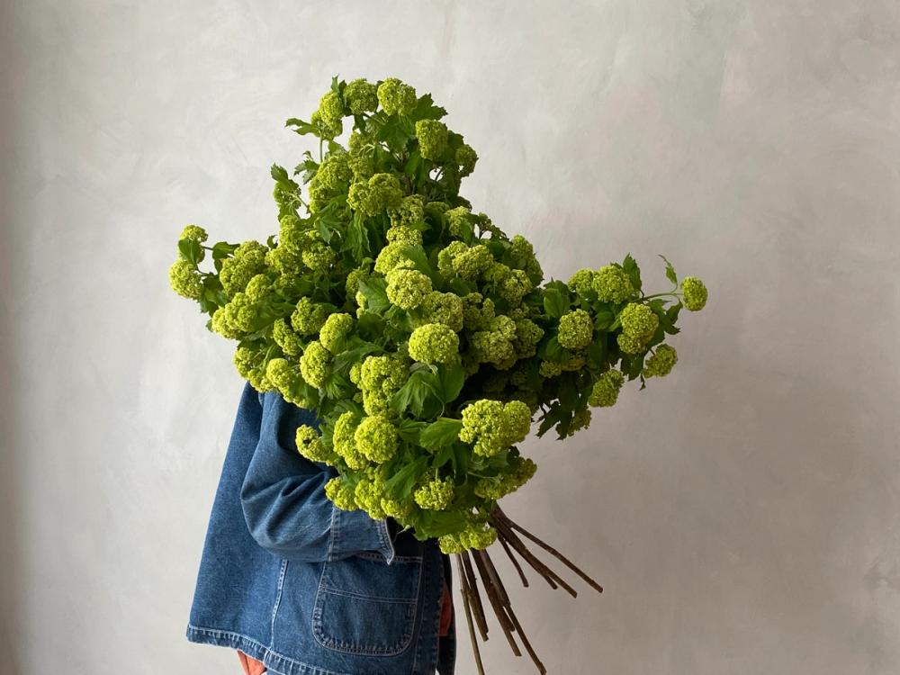 Fox Fodder Flowers Hero Slide 4 Image 1