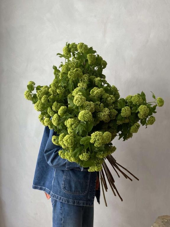 Thumbnail Image of Viburnum Branches