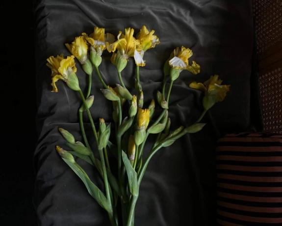 Hover Image of Bearded Iris