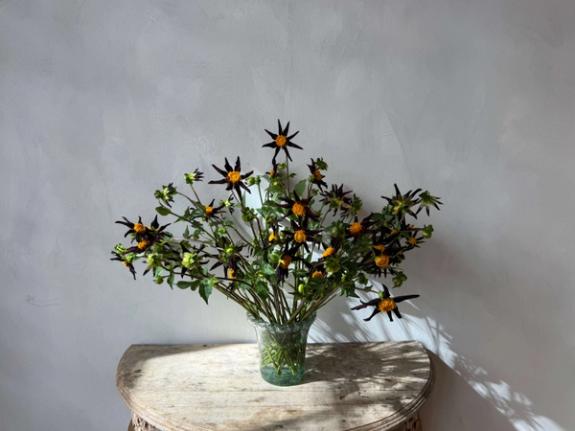 Thumbnail Image of Verrones Obsidian Dahlias
