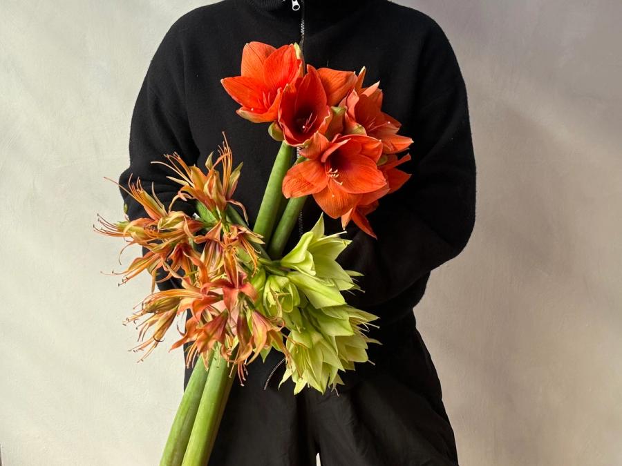 Product image in gallery for Amaryllis | Item 3