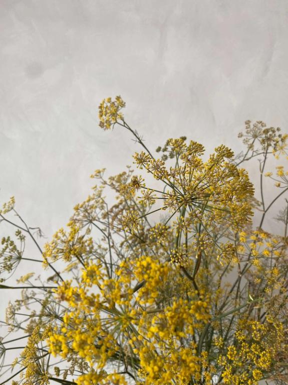 Hover Image of Bronze Fennel