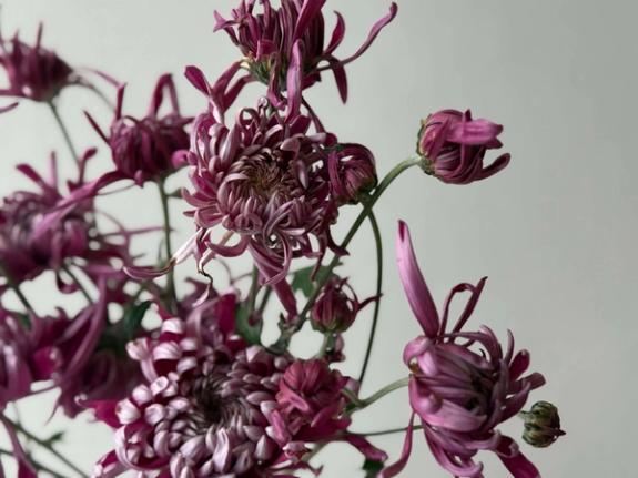 Hover Image of Heirloom Kokka Bunmi Chrysanthemums