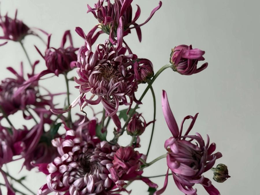 Product image in gallery for Heirloom Kokka Bunmi Chrysanthemums | Item 1