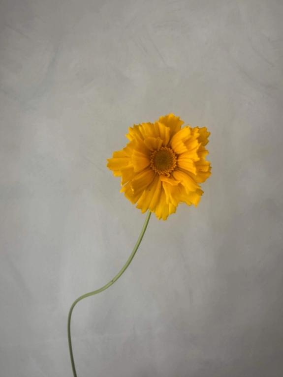 Hover Image of Coreopsis Lanceolata