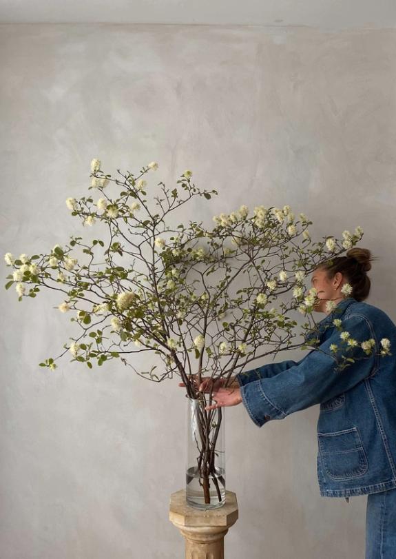 Thumbnail Image of Fothergilla