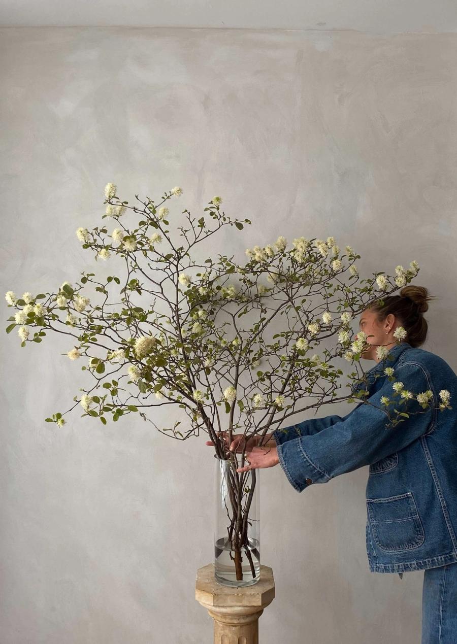 Product image in gallery for Fothergilla | Item 1