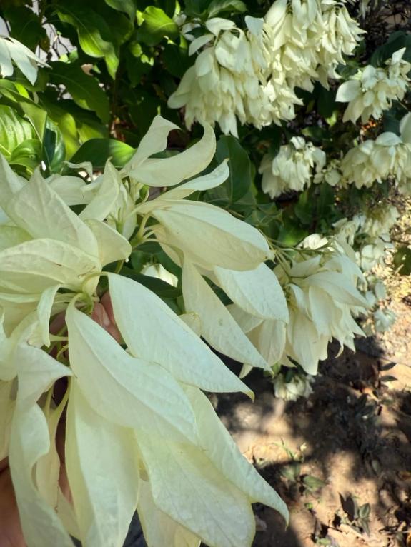 Fox Fodder Flowers image grid container slide 37