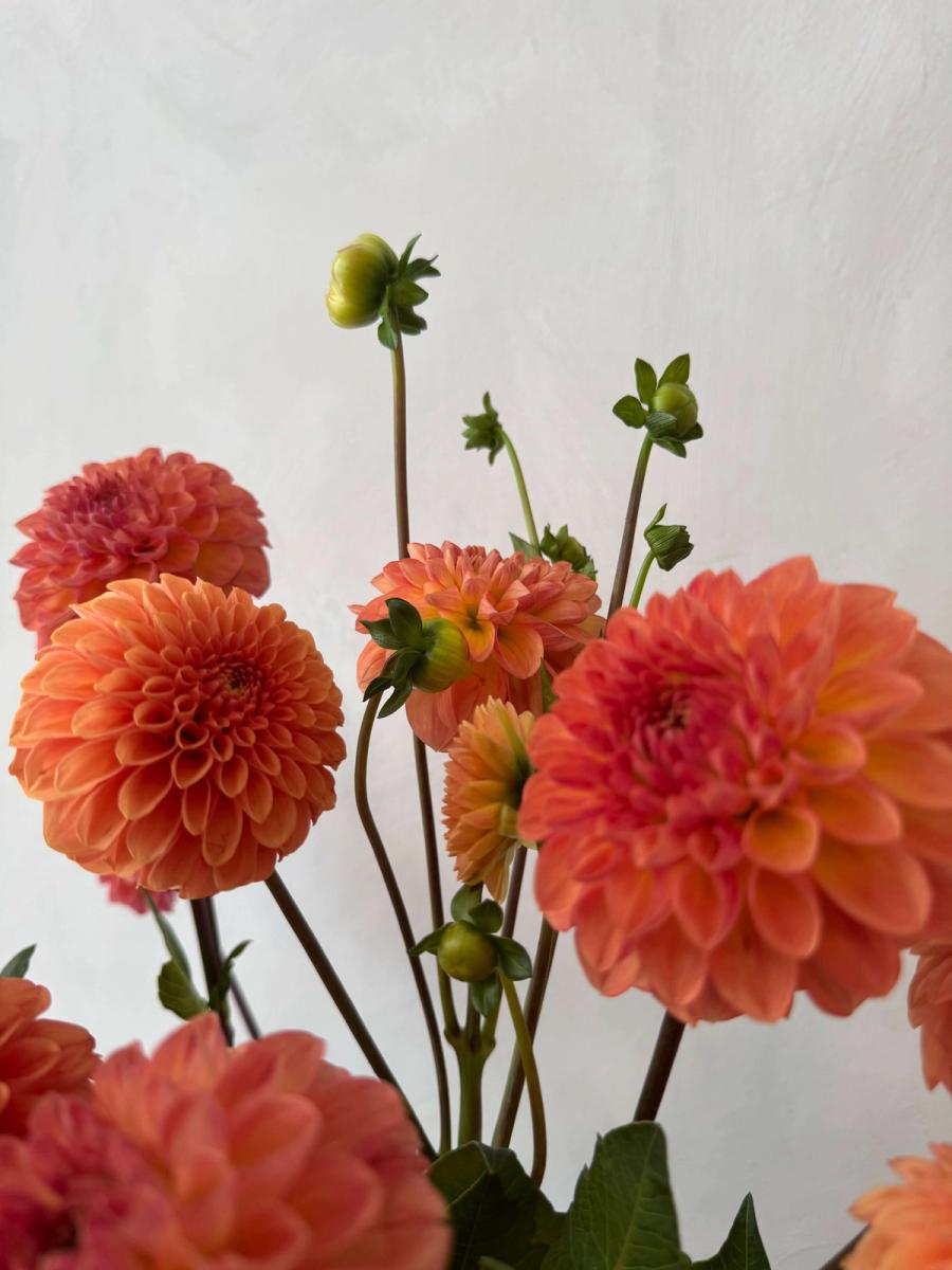 Product image in gallery for Robin Hood Dahlias | Item 2