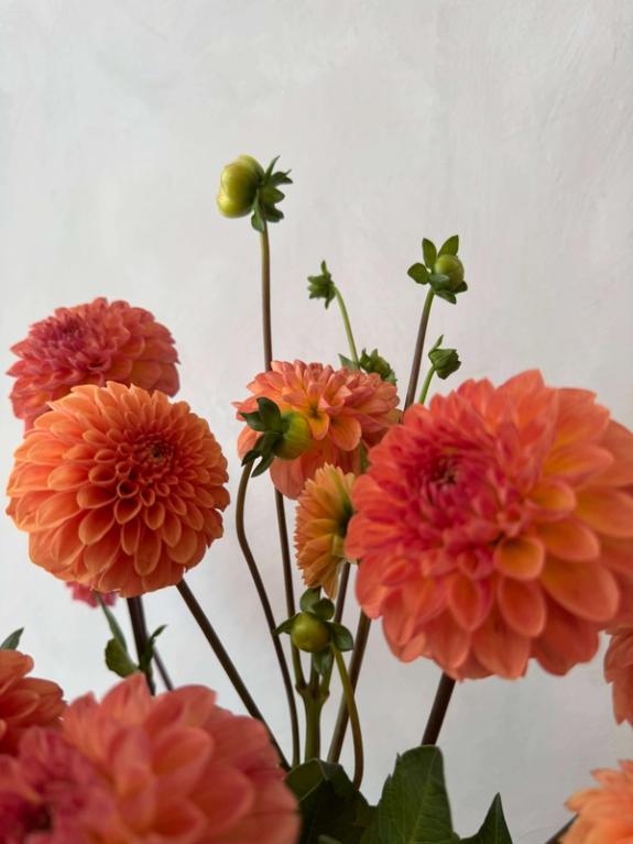 Hover Image of Robin Hood Dahlias