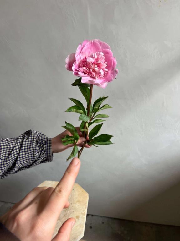 Hover Image of Styer's Peony