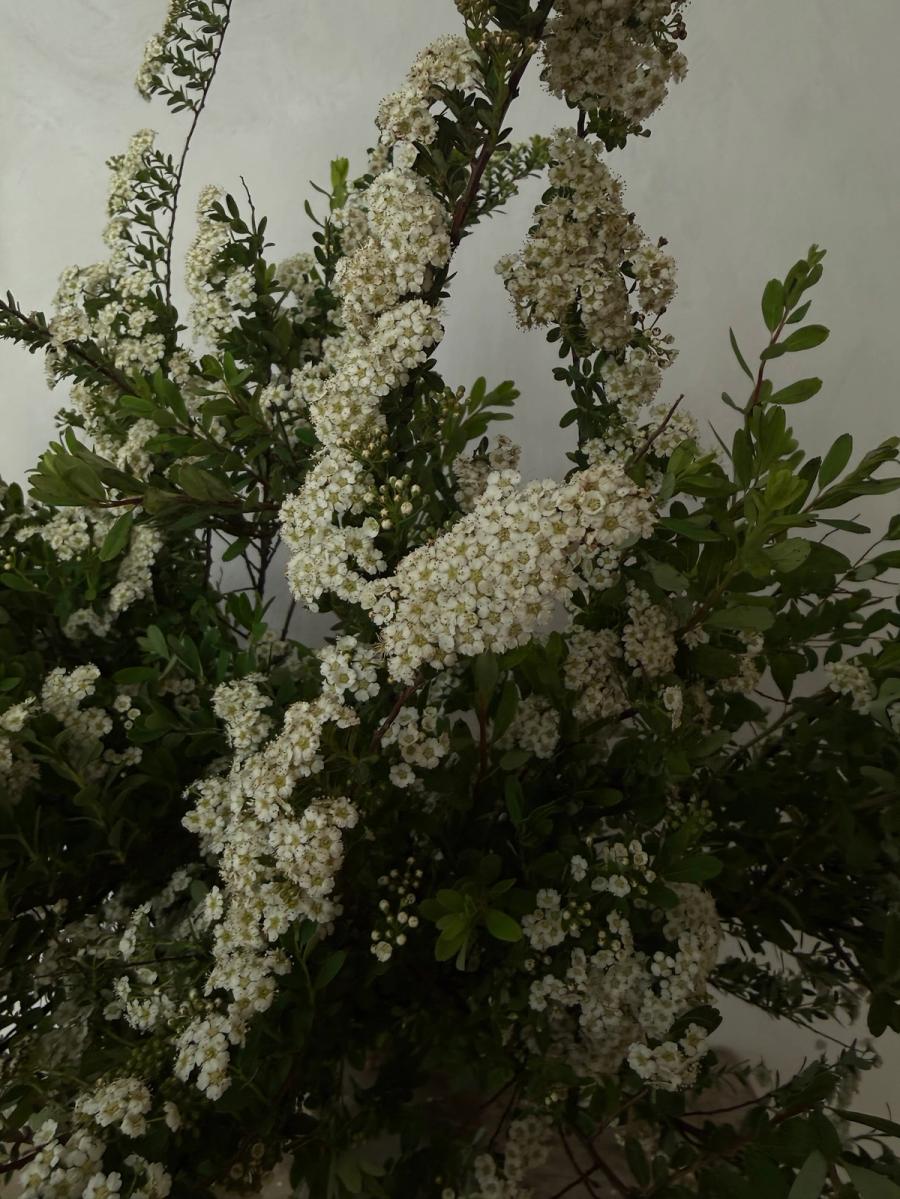Product image in gallery for Spirea | Item 2