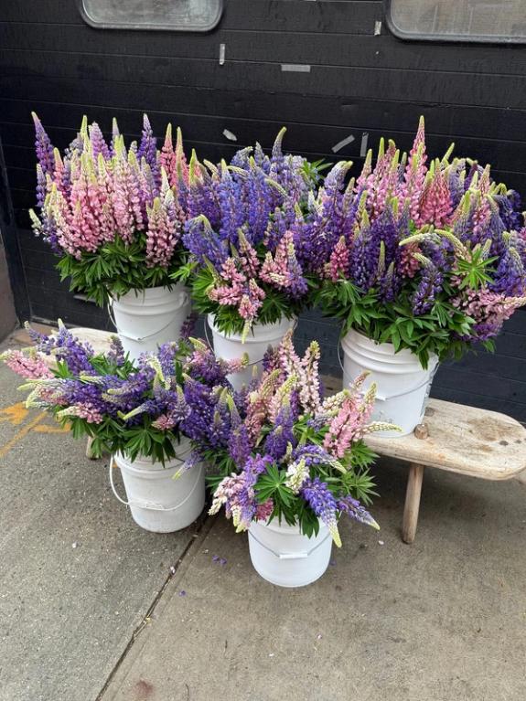 Fox Fodder Flowers image grid container slide 320