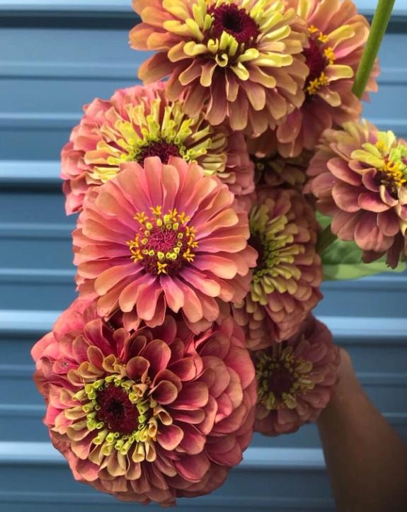 Thumbnail Image of Queen Red Lime Zinnia