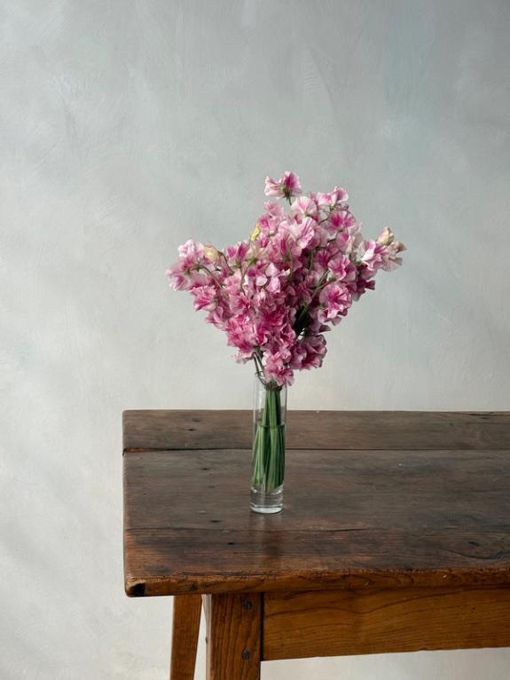 Thumbnail Image of Koi Kasumi Pink & White Japanese Sweet Pea