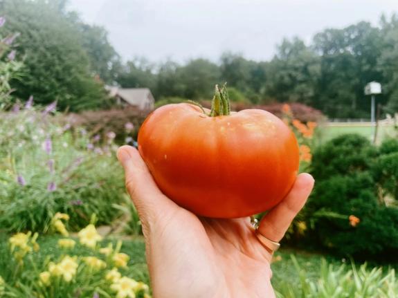 Thumbnail image of How Not To Ruin a Tomato