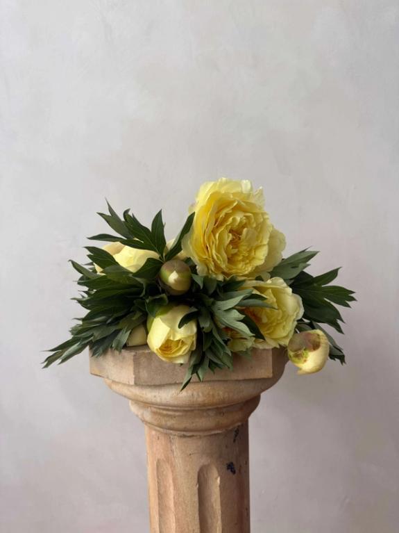 Thumbnail Image of Yellow Tree Peony