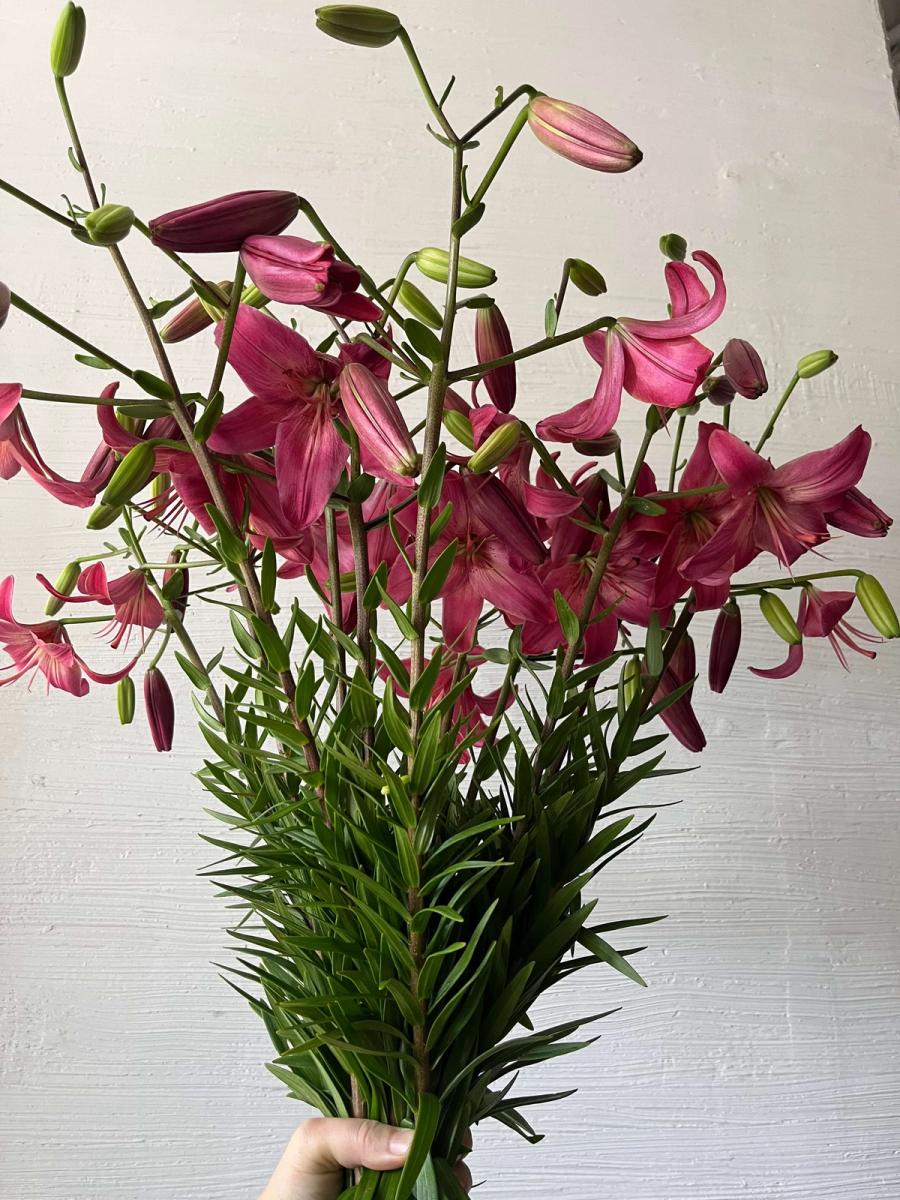 Product image in gallery for Pink Flight Lilies | Item 2