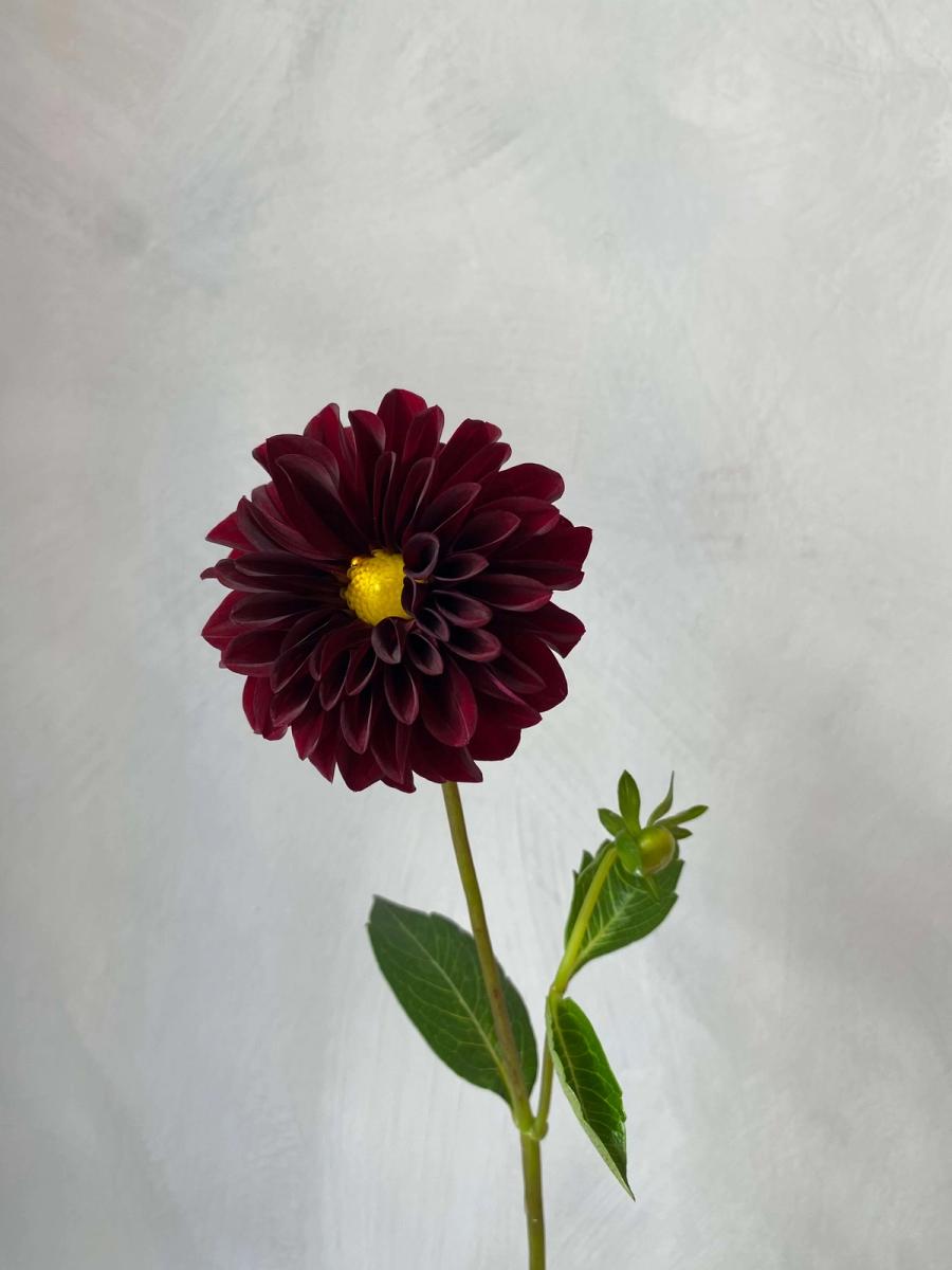 Product image in gallery for Black Satin Dalias | Item 2