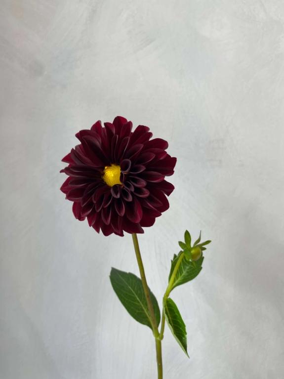 Hover Image of Black Satin Dalias