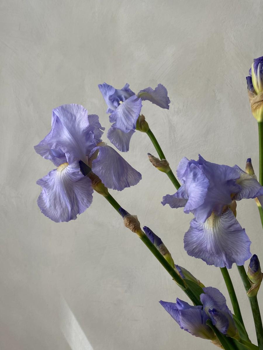 Product image in gallery for Periwinkle Bearded Iris | Item 3