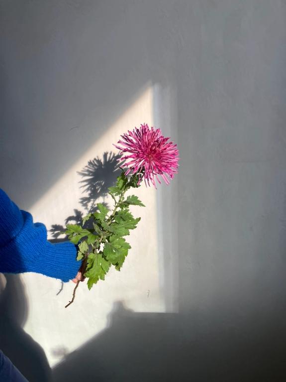 Hover Image of Lola Bear Creek Chrysanthemum