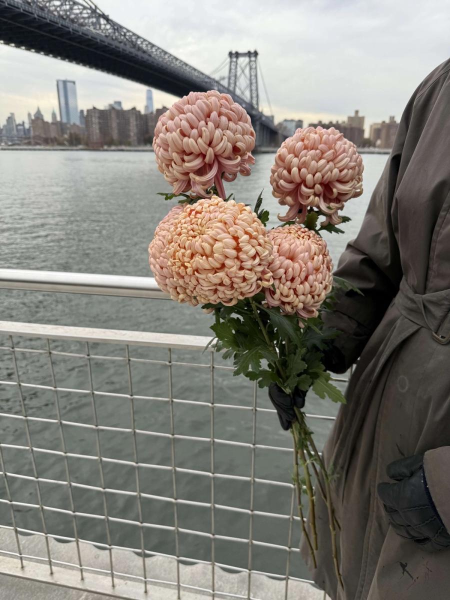 Product image in gallery for River City Big & Small Chrysanthemum | Item 4