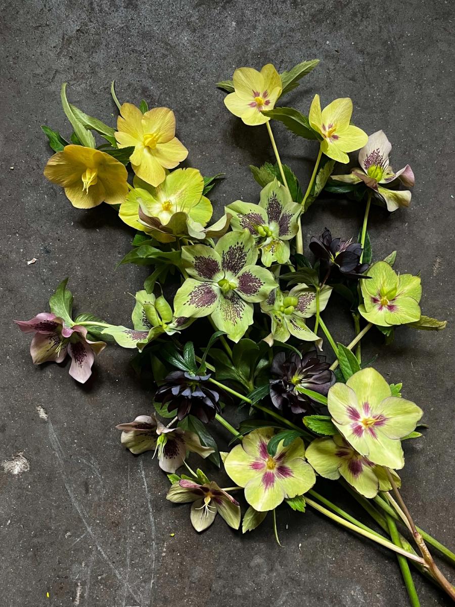 Product image in gallery for Hautau Hellebores | Item 1