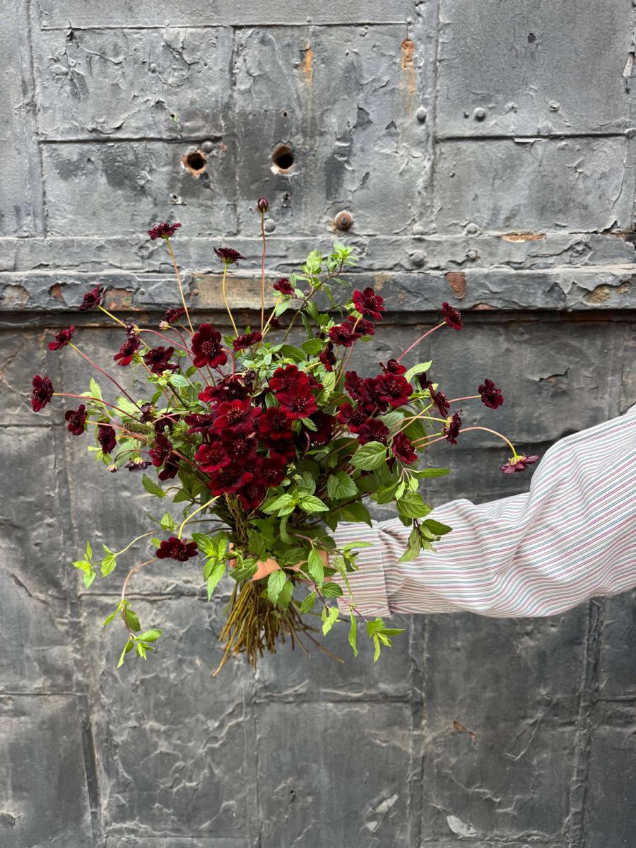 Product image in gallery for Chocolate Cosmos with Mountain Mint | Item 1