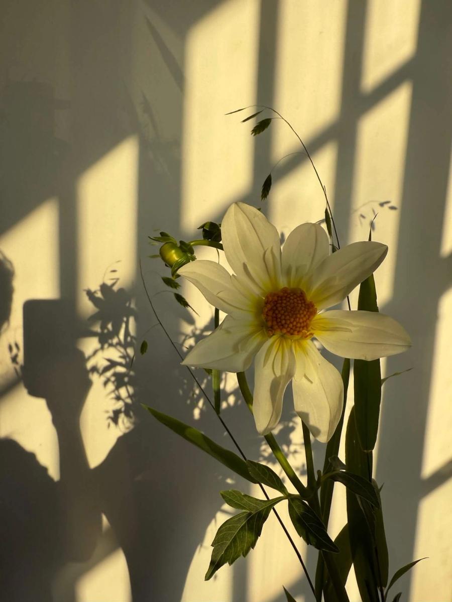 Product image in gallery for Alpen Cherub Dahlias with Sea Oats | Item 2