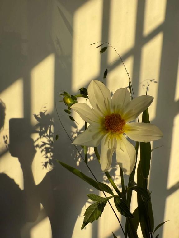 Hover Image of Alpen Cherub Dahlias with Sea Oats