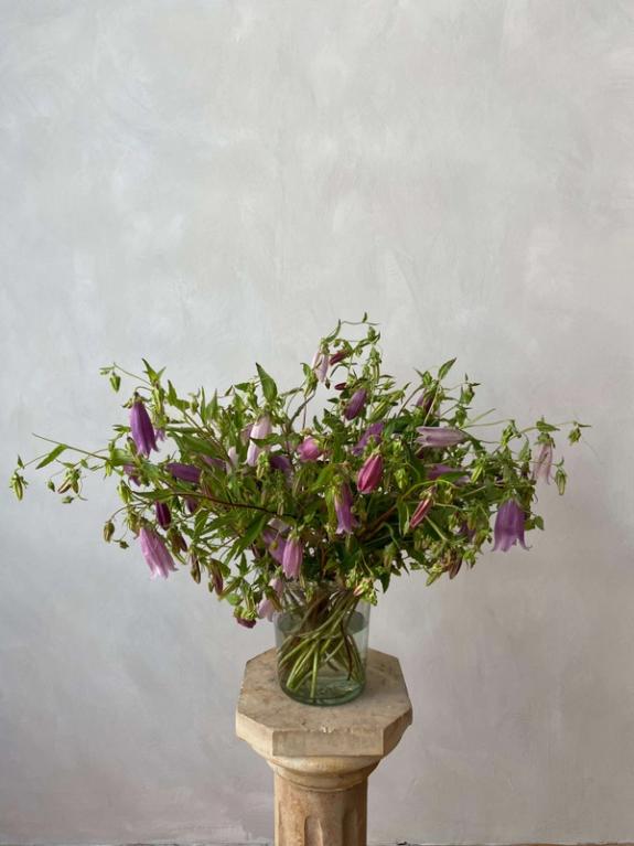 Thumbnail Image of Campanula Rubriflora