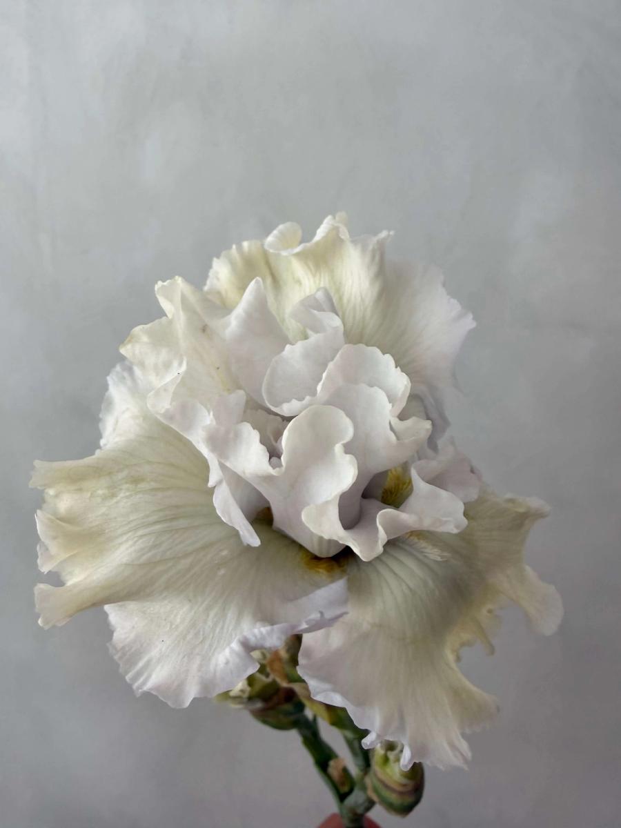 Product image in gallery for White Bearded Iris | Item 3