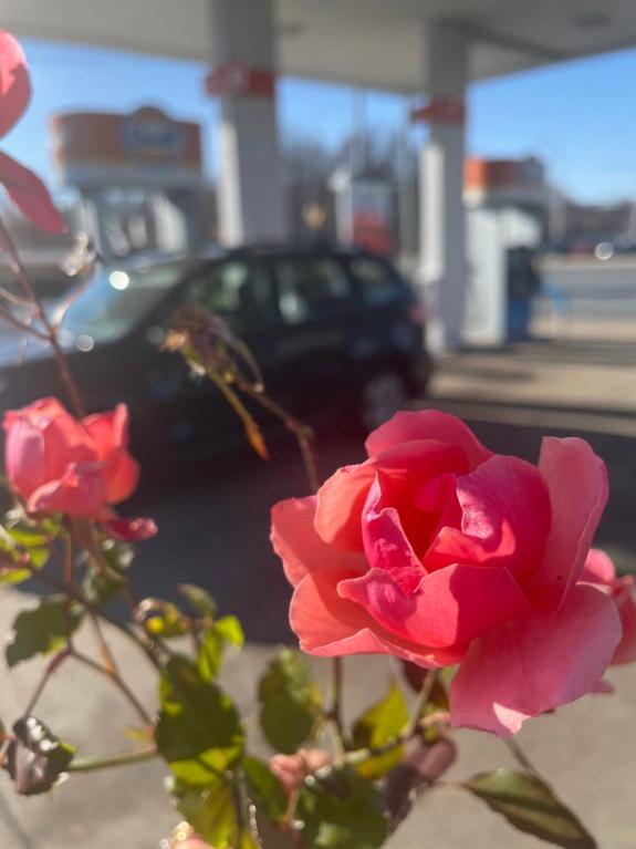 Hover image of A Gas Station Rose