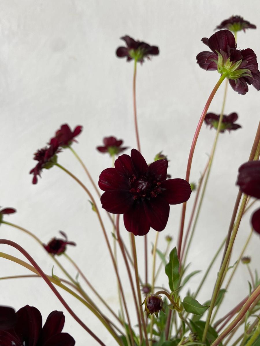 Product image in gallery for Chocolate Cosmos | Item 2