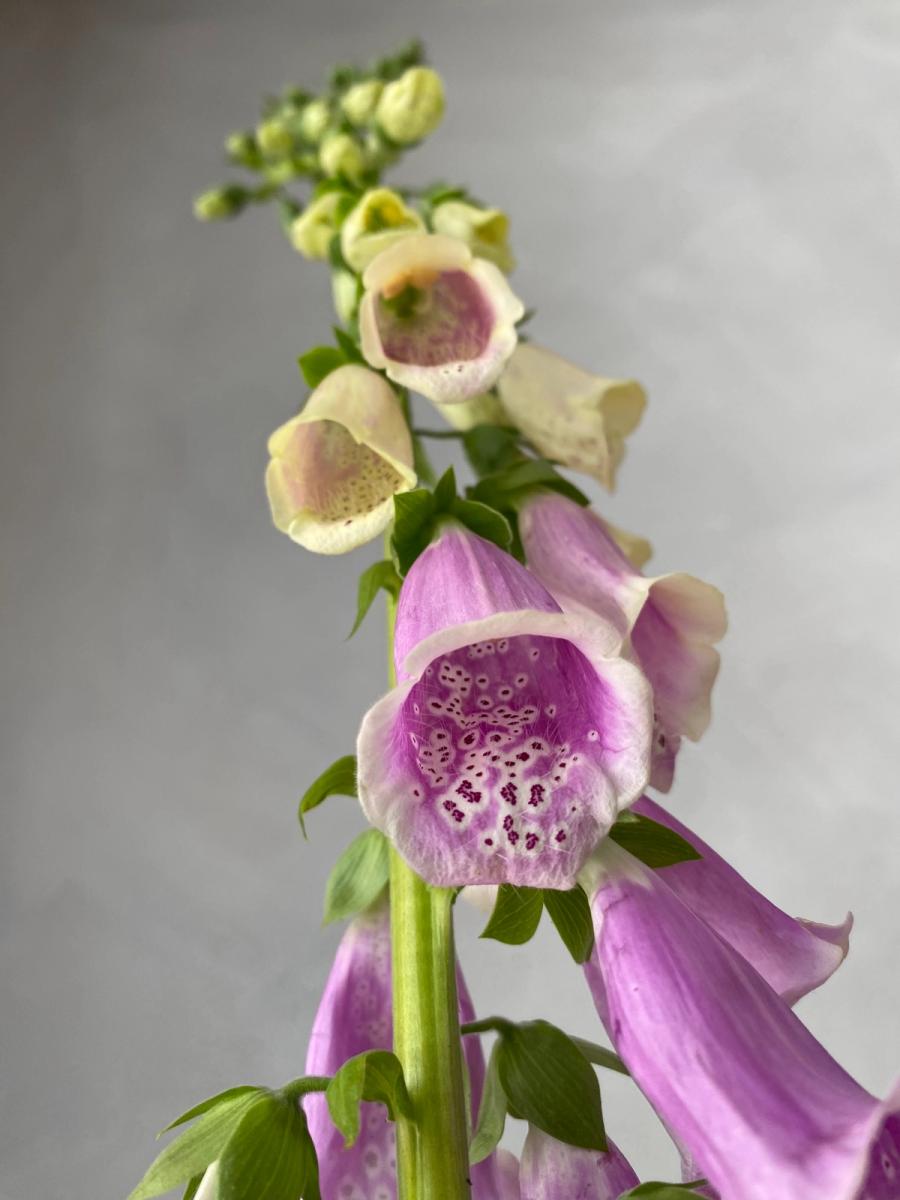 Product image in gallery for undefined | Item 3