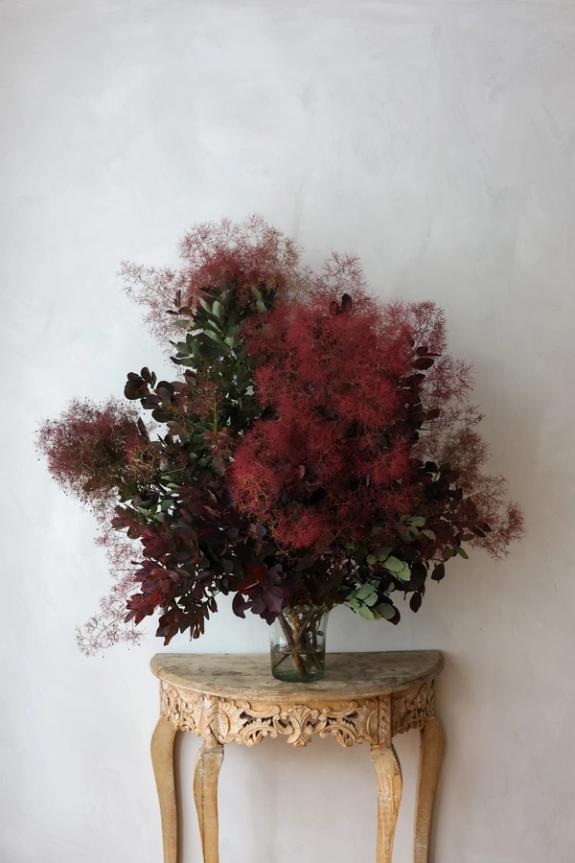 Thumbnail Image of Smoke Bush