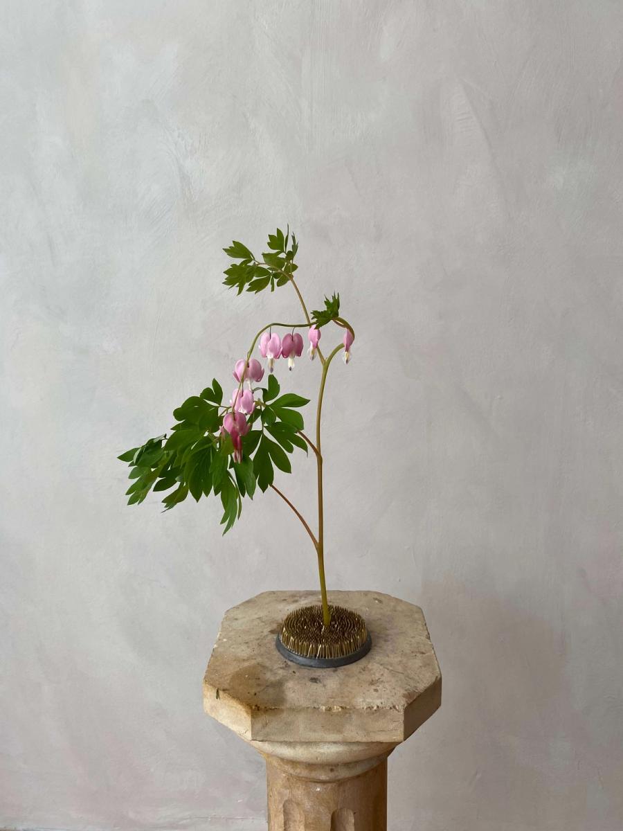 Product image in gallery for Pink Bleeding Heart | Item 2