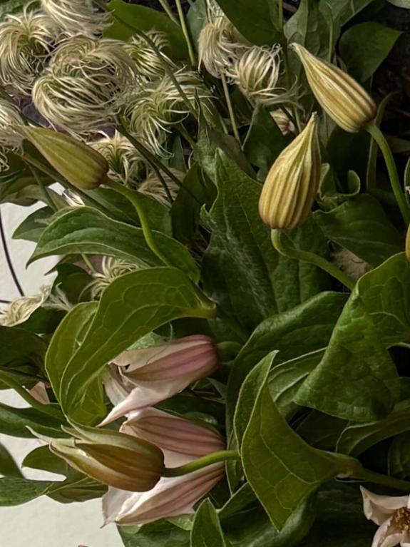 Hover Image of Clematis Mix