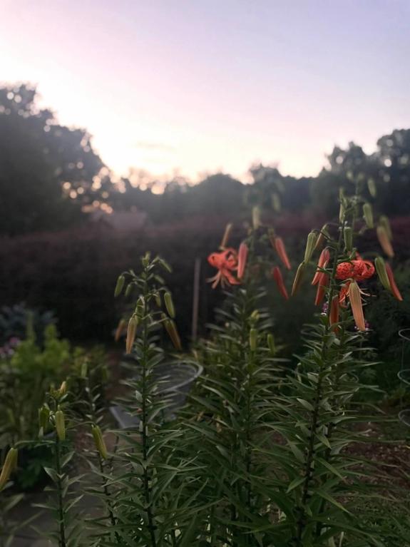 Fox Fodder Flowers image grid container slide 140