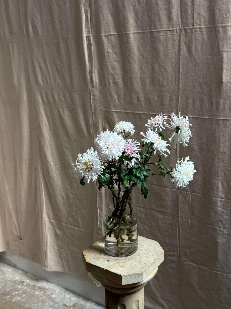 Product image in gallery for Icicles Heirloom Chrysanthemums | Item 1