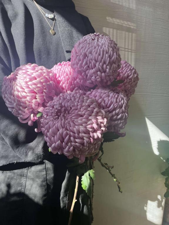 Hover Image of Luxor Bear Creek Chrysanthemum