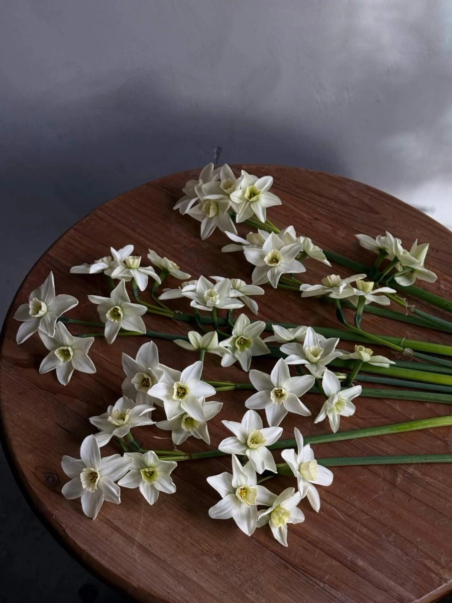 Product image in gallery for Narcissus | Item 3