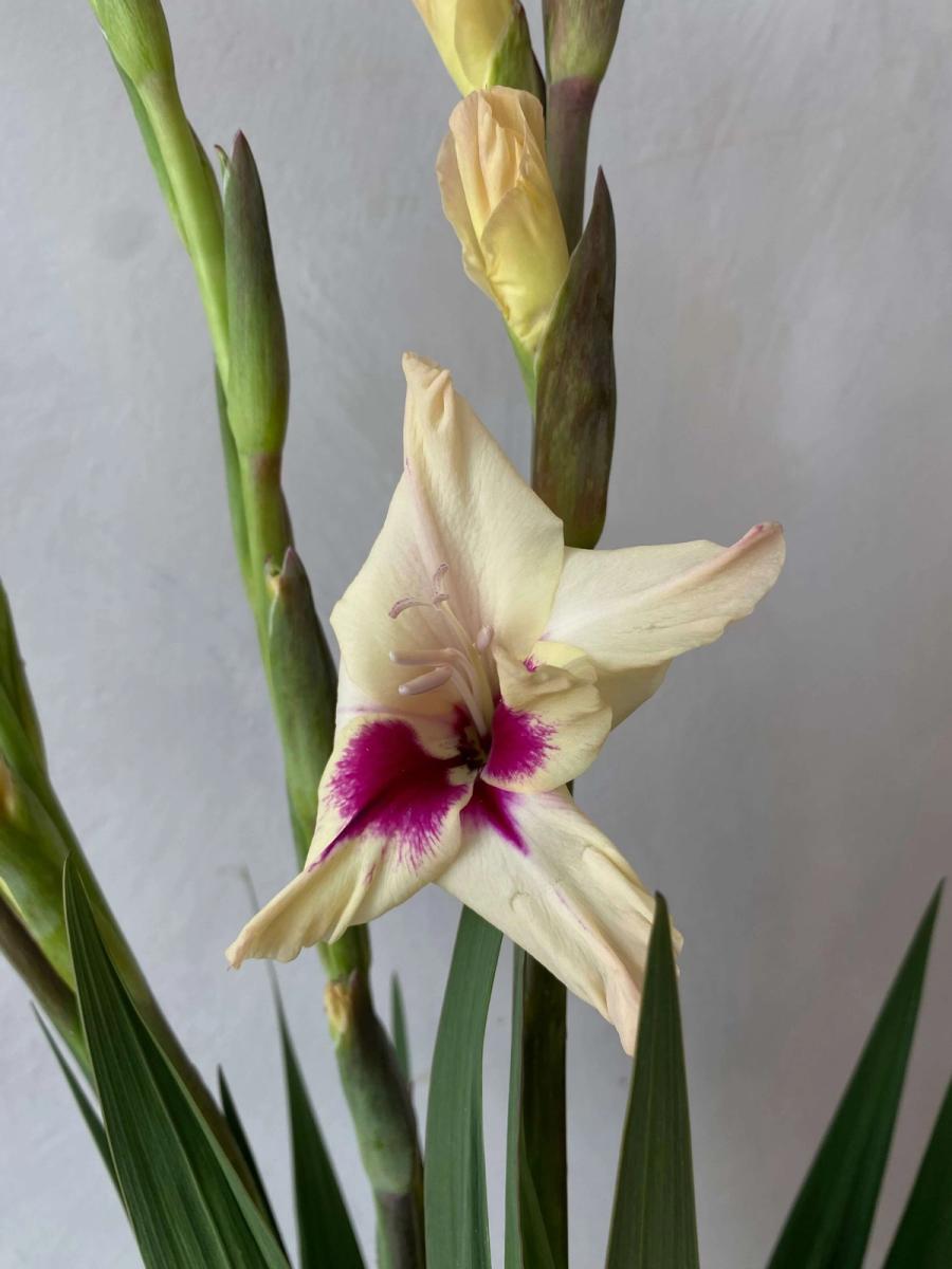 Product image in gallery for Gladiolus Amber Mystique | Item 2