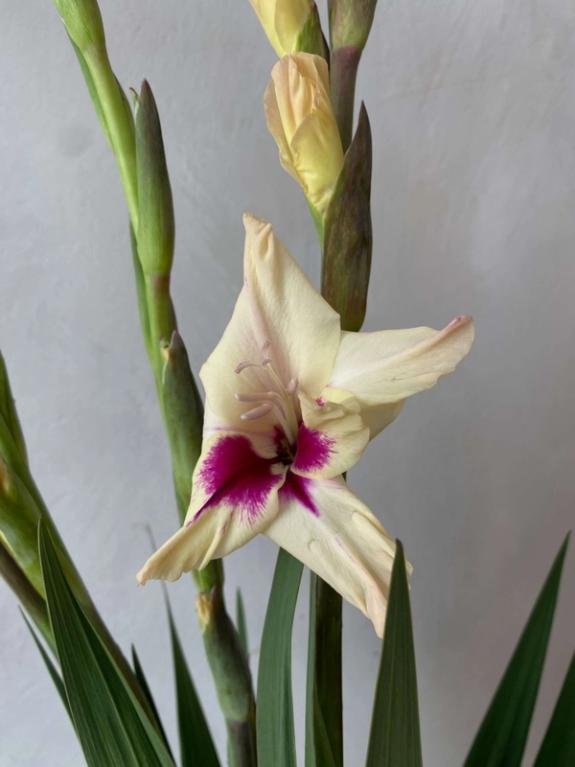 Hover Image of Gladiolus Amber Mystique