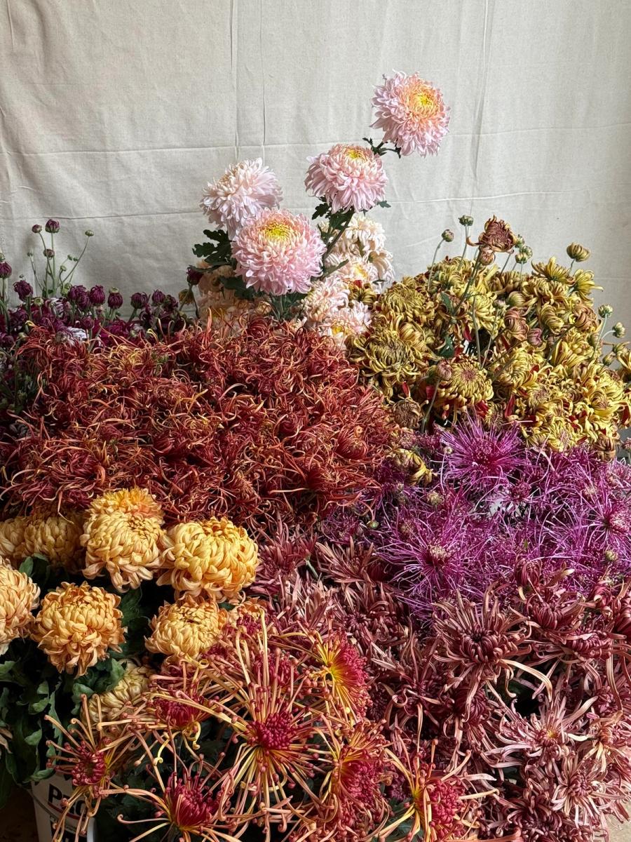 Product image in gallery for Treadlight's Mixed Chrysanthemums | Item 1