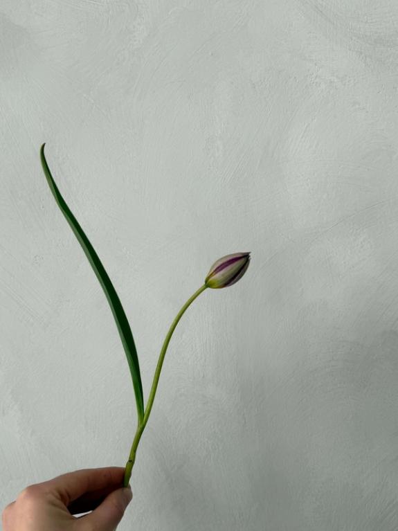 Hover Image of Persian Pearl Tulip