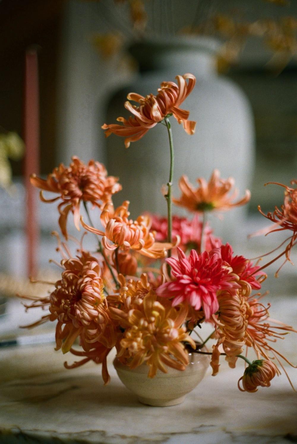 Heirloom Chrysanthemums