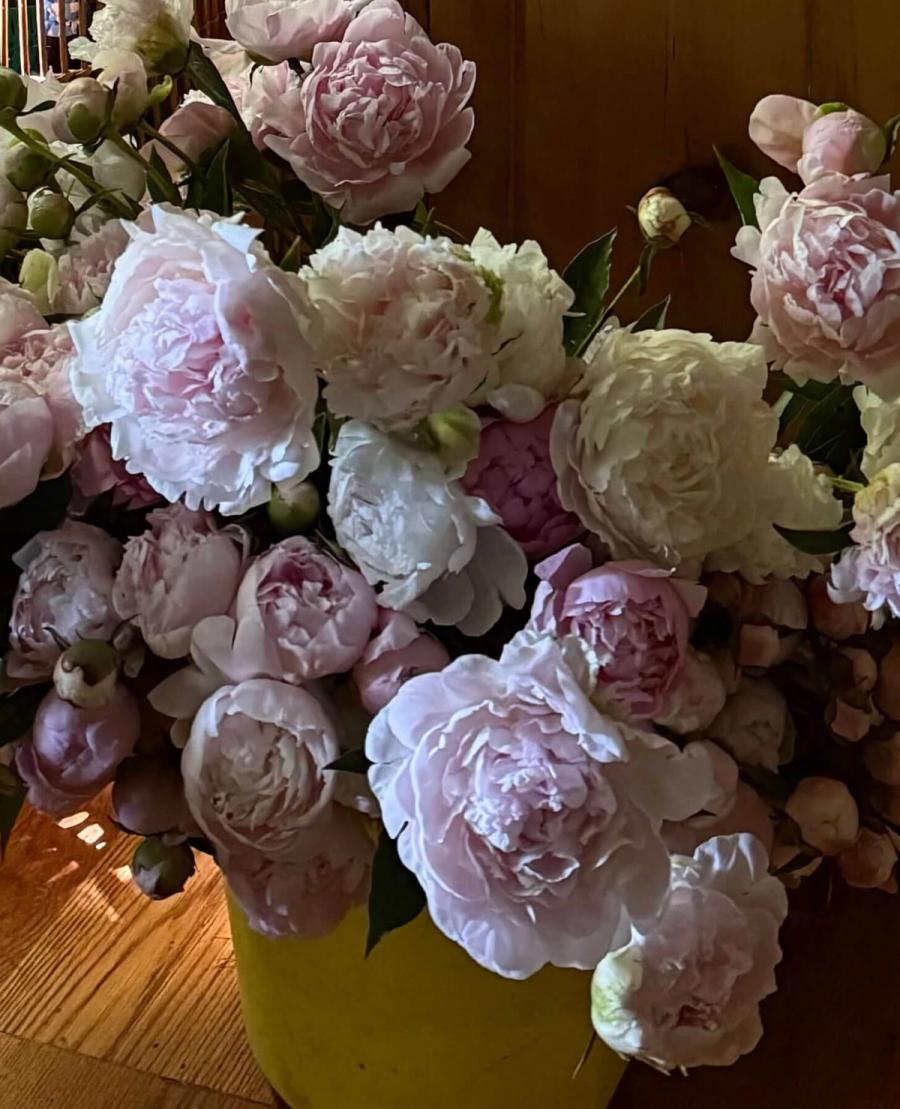 Product image in gallery for Styer's Peony Bunch | Item 2