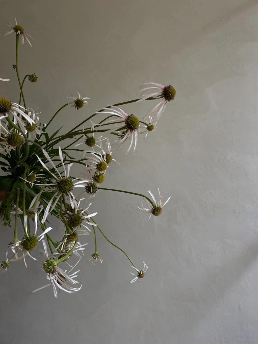 Product image in gallery for Hula Dancer Echinacea | Item 3